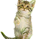 Illustration for article titled The amazing Pineapple Cats of Hawaii